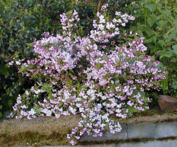 Deuzia carminéa roséa