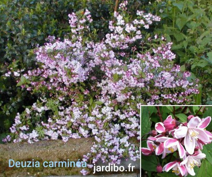 Deuzia carminéa roséa a partir de 2,50€