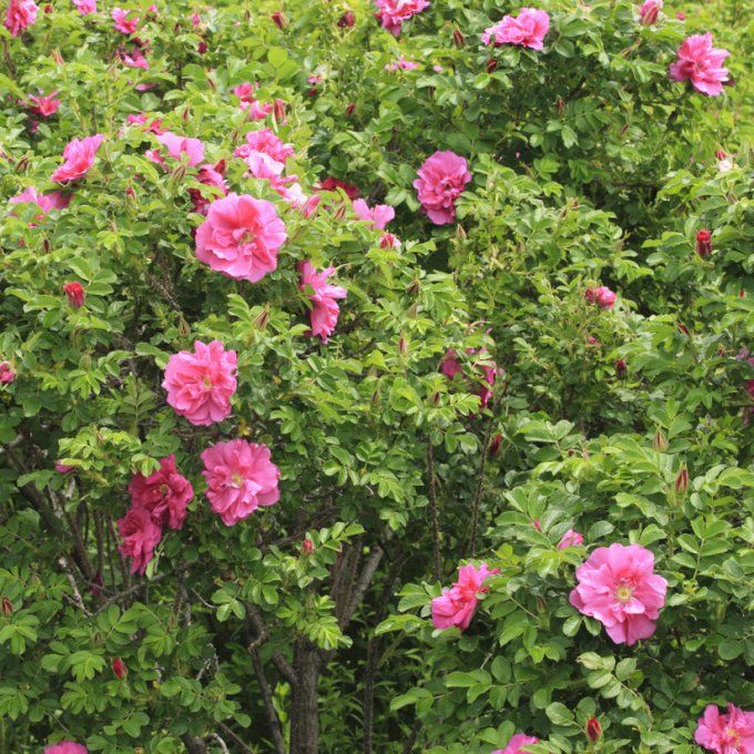 Rosier rugueux , rosa rugosa Rose