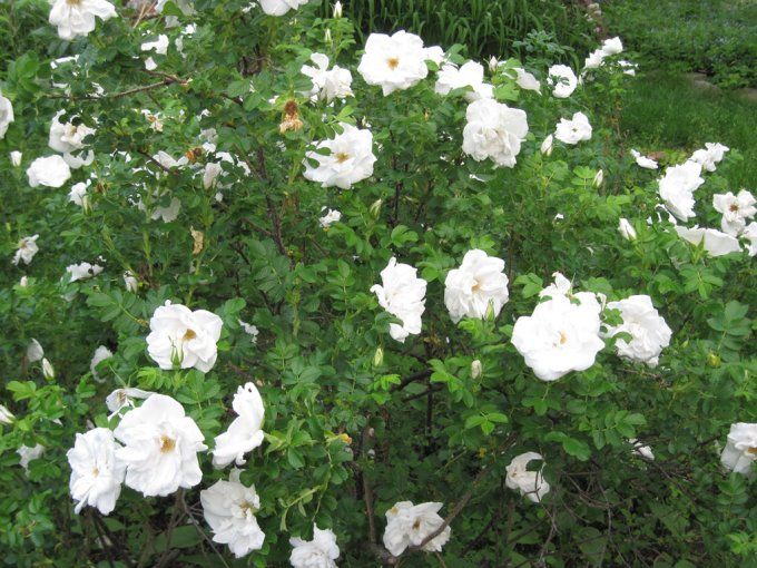 Rosier rugueux, rosa rugosa Blanc