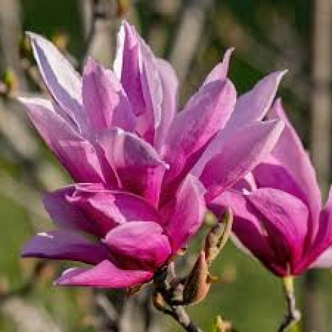 Magnolia liliflora nigra 