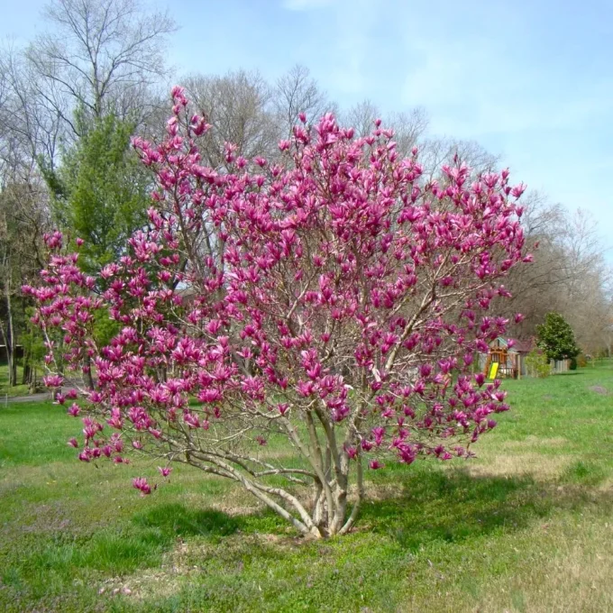 Magnolia liliflora nigra 