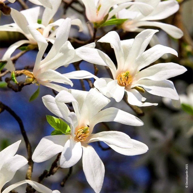 Magnolia soulangiana Stellata
