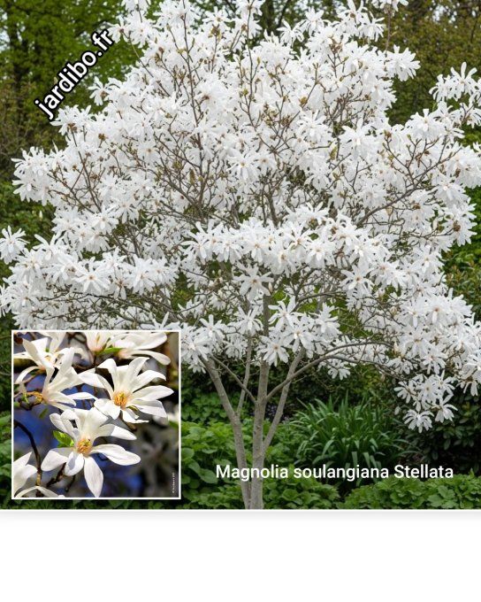 Magnolia soulangiana Stellata