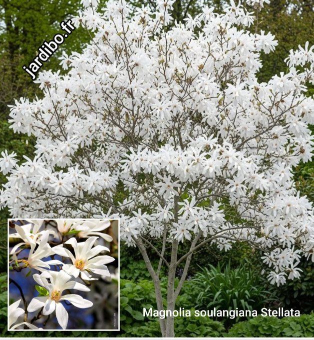 Magnolia soulangiana Stellata