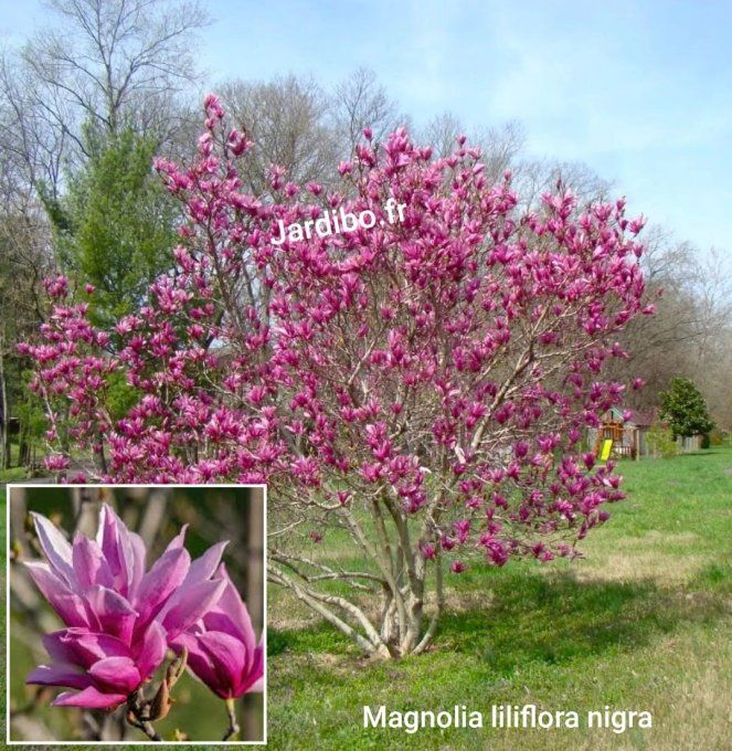Magnolia liliflora nigra 