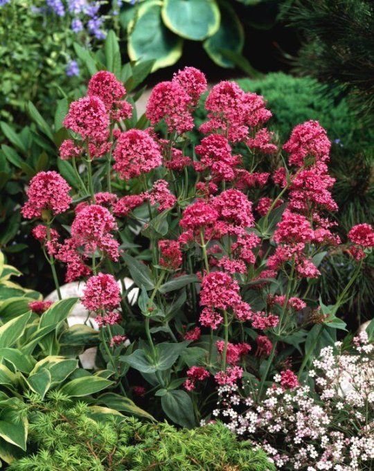 Valériane rouge,Centranthus occidentalis rouge, valériane, centranthus,