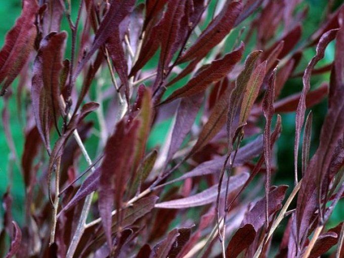 Dodonea vissueuse purpurea