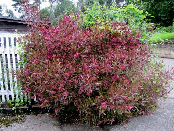 Dodonea vissueuse purpurea