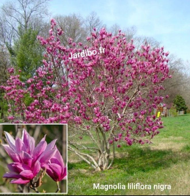 Magnolia soulangiana Stellata