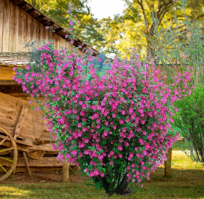 Grosseillier à Fleurs 'ribes sanguineum king edward vll'