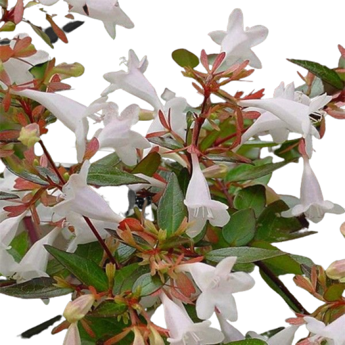 Abelia grandiflora 
