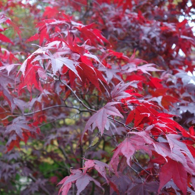 Acer palmatum rouge, érable du Japon rouge