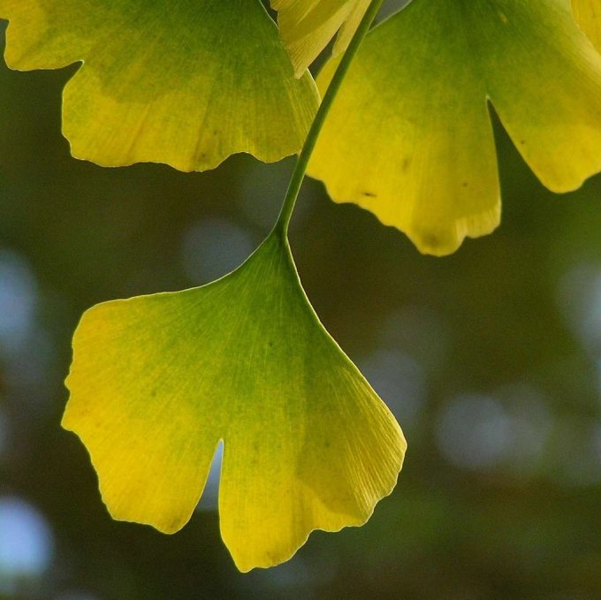 Gingko biloba