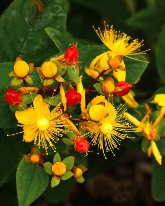 Hypericum miracle blossom