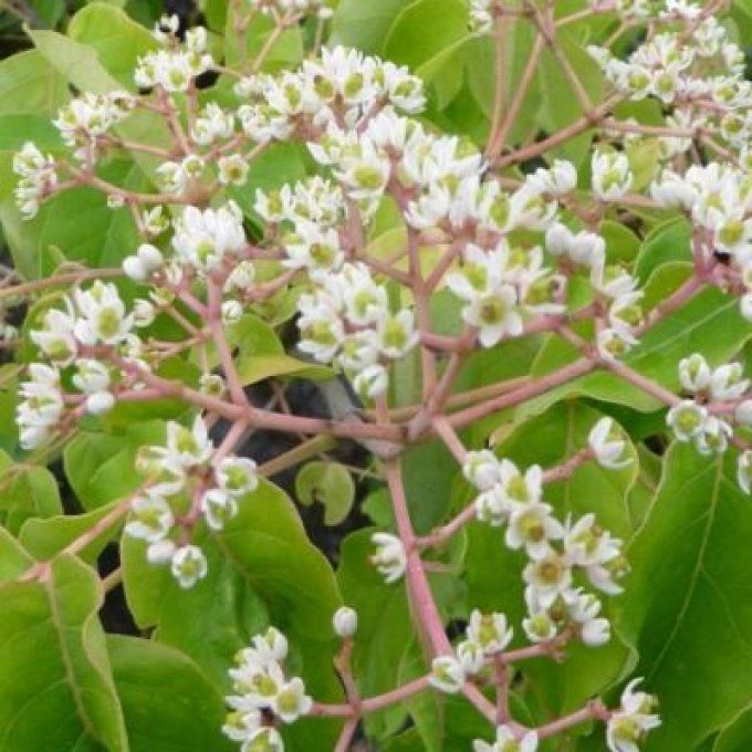 Arbre à miel '' Tetradium Danielli