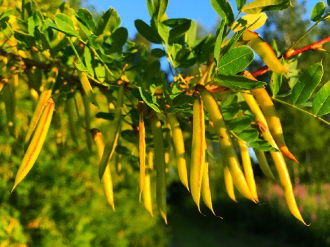 Caragana arborescens. Arbre aux poix