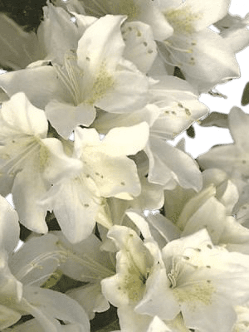 Azalée japonaise Blanc pure' Palestrina'
