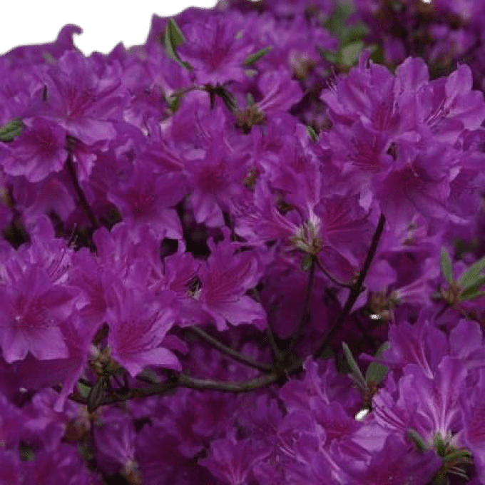 Azalée japonaise Mauve violacé. 'Purple slpendor'