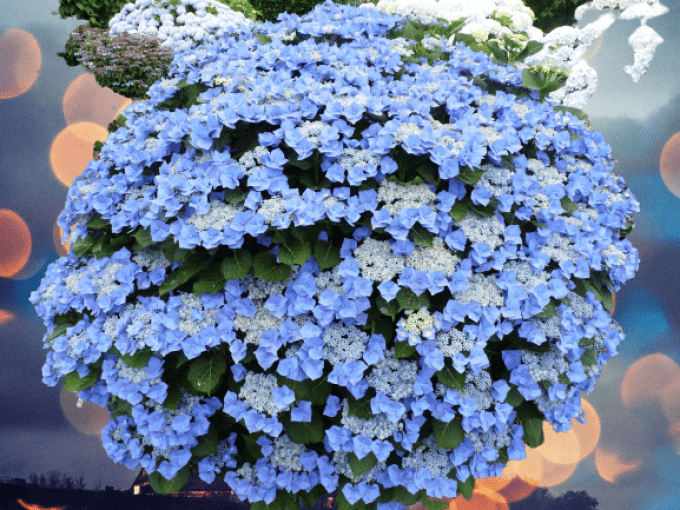 Hortensias macrophyla ' Nikko' Bleu