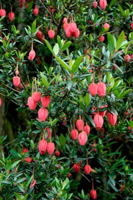 Crinodendron, lanterns du chili.