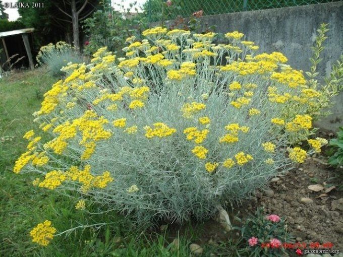 Helichrysum italicum : l’immortelle d’Italie