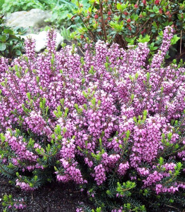 Bruyère d été rose