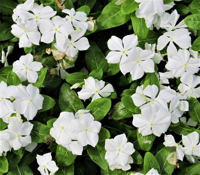 Petite pervenche ' Blanche. Vinca minor alba'