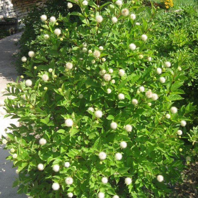 Cephalanthus occidentalis '' Bpis Bouton'