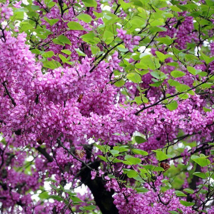 Arbre de judée