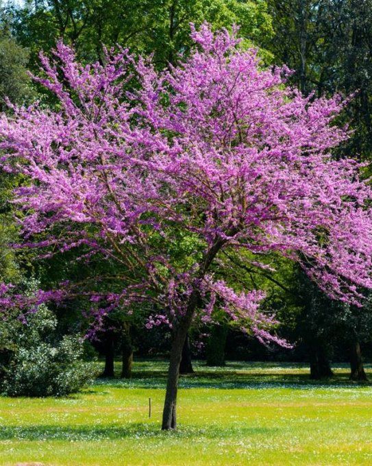 Arbre de judée