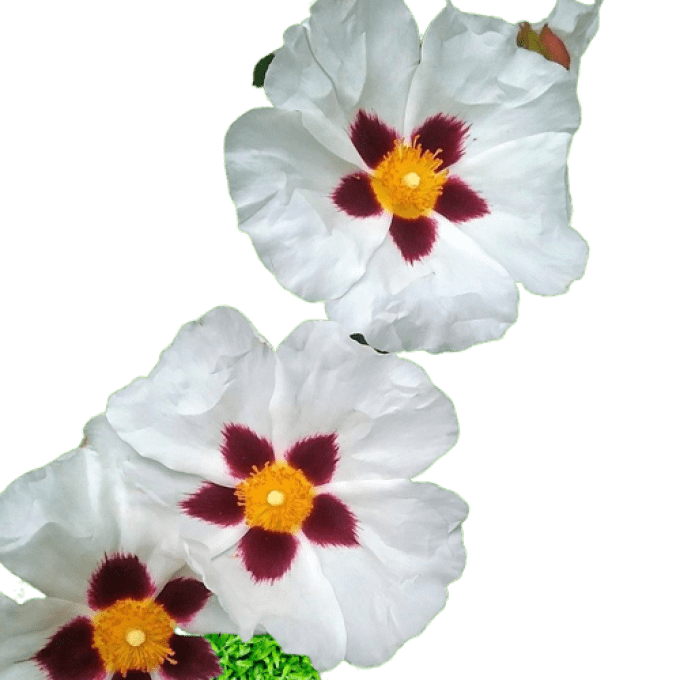 Cistus purpureus 'Alan Fradd'