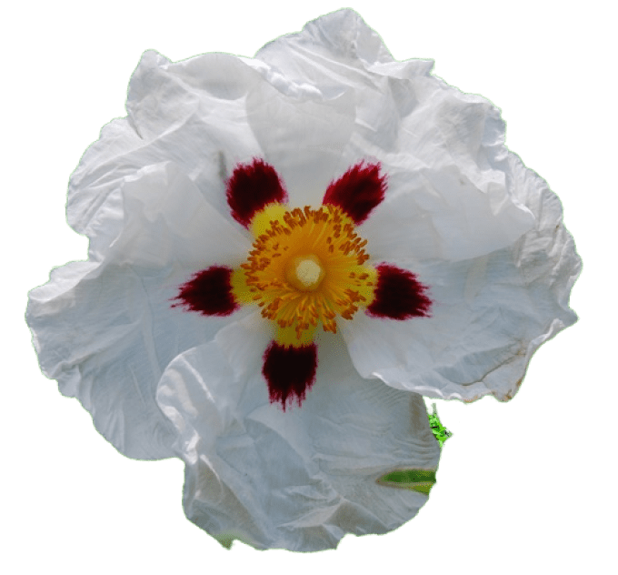 Cistus purpureus 'Alan Fradd'