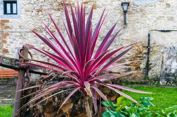 Cordyline Australis Pourpre
