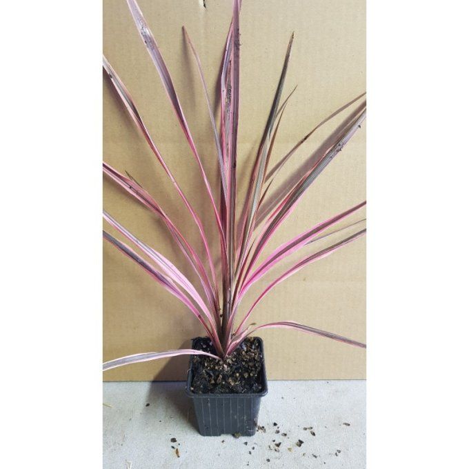 Cordyline Australis Pourpre