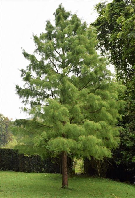 Cyprès chauve  ' Taxodium  distichum '