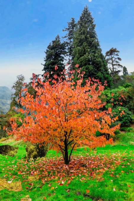 Arbre aux mouchoirs