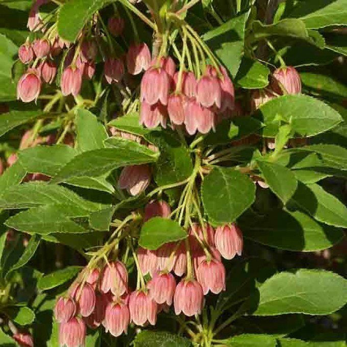 Enkianthus campanulatus 