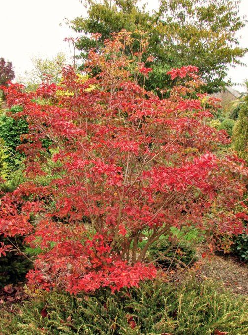 Enkianthus campanulatus 