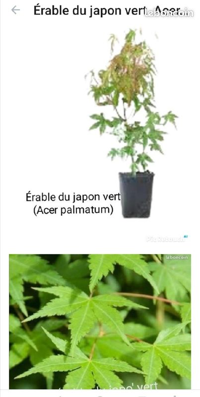 Acer palmatum/érable du japon vert