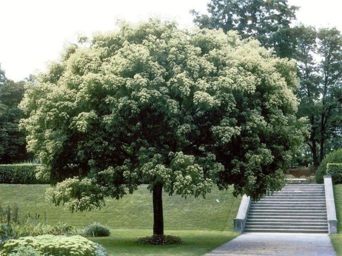 Arbre à miel '' Tetradium Danielli