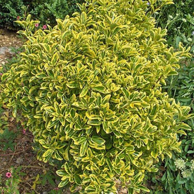 Euonymus microphyllus 'Aureomarginata' 