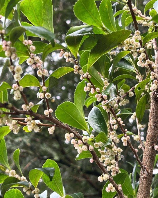 Eurya japonica