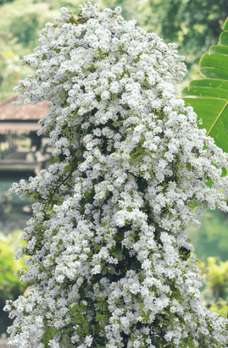 Exochorda the Bride