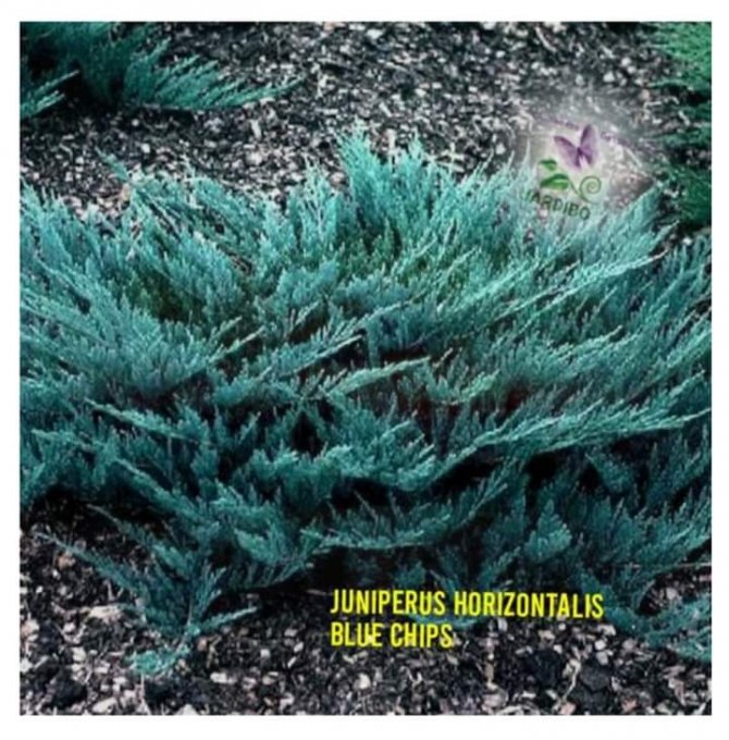 Juniperus  horizontalis Blue chip