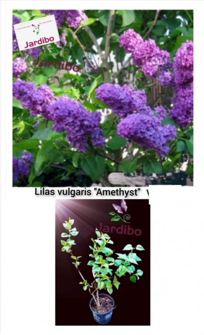 Lilas vulgaris Amethyst  beu à reflet rose