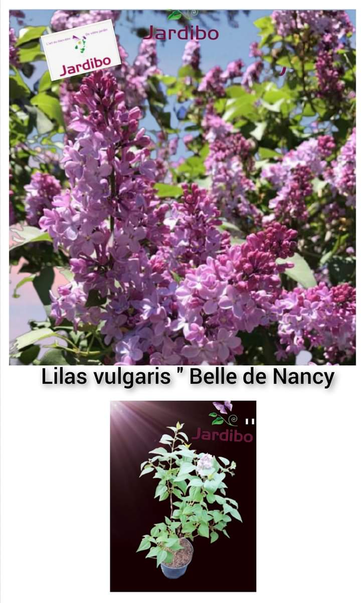 Lilas vulgaris Bele de Nancy Rose-mauve 