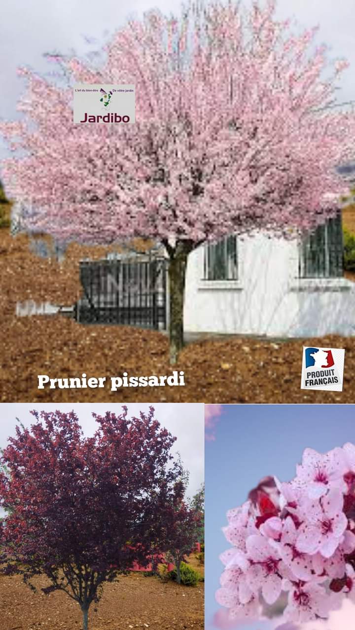 Prunus pissardi ( cerisier à fleur)