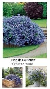 Lilas de Californie 