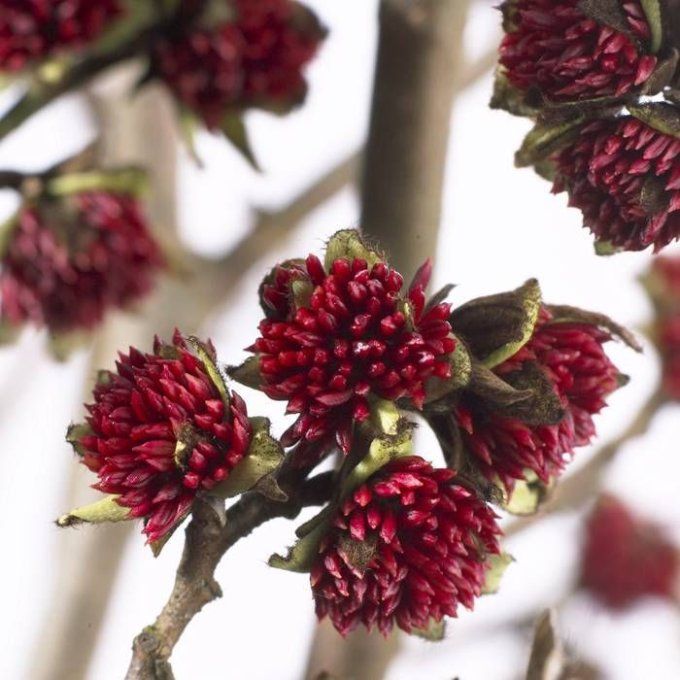 Parrotia persica '' Vanessa '' - Arbre de fer